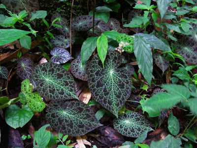 B. fulgurata